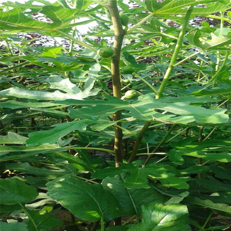 1-10年无花果苗 法国品种无花果树苗 祥顺农业 生长旺盛