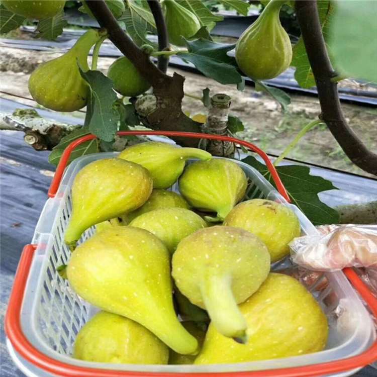 波姬红无花果苗 法国品种无花果树苗 祥顺农业 保湿发货