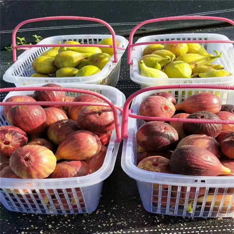 华丽无花果苗 法国品种无花果树苗 祥顺农业 一手货源