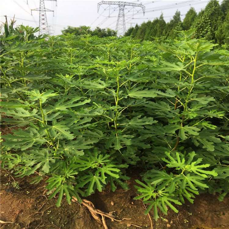 华丽无花果苗 法国品种无花果树苗 祥顺农业 一手货源