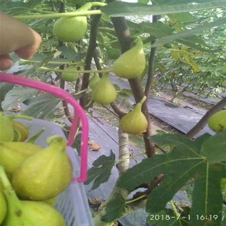 波姬红无花果苗 法国品种无花果树苗 祥顺农业 保湿发货