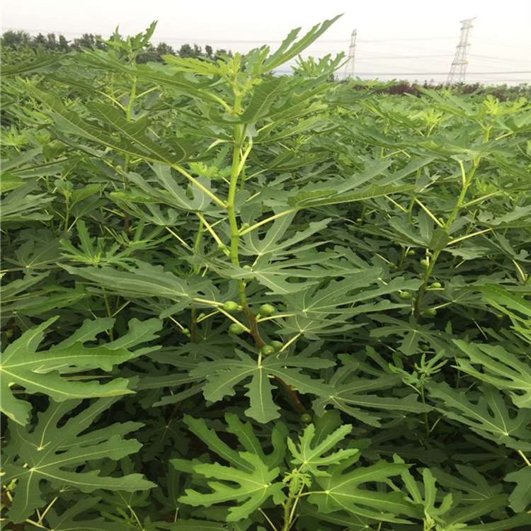 青皮无花果苗 法国品种无花果树苗 祥顺农业 物美价廉