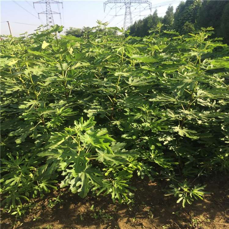 华丽无花果苗 法国品种无花果树苗 祥顺农业 一手货源