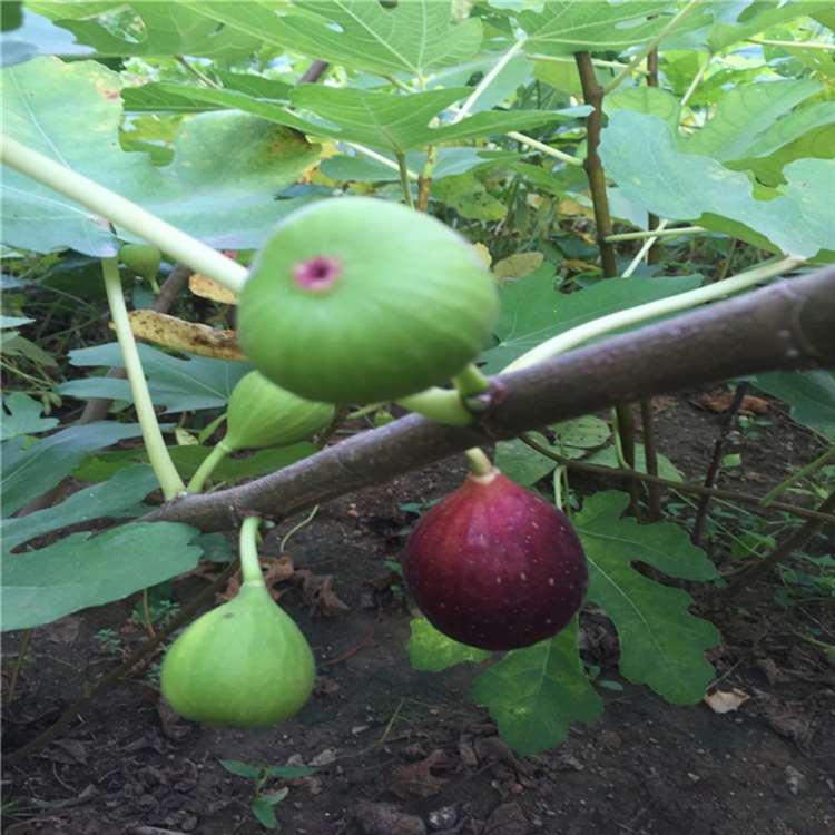 沙漠王無花果苗 價格低無花果苗 祥順農業 枝繁葉茂