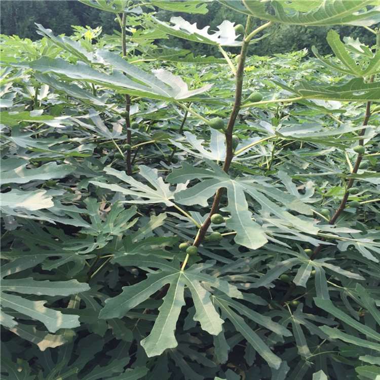 砂糖无花果苗 法国品种无花果树苗 祥顺农业 授粉效果好