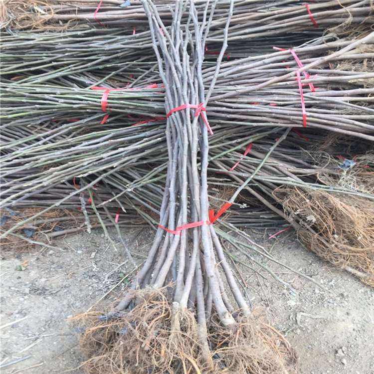 波姬红无花果苗 法国品种无花果树苗 祥顺农业 保湿发货