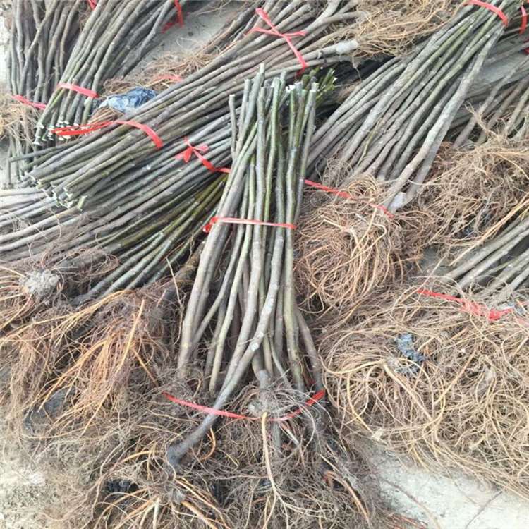 麦司衣陶芬无花果苗 法国品种无花果树苗 祥顺农业 品种特性