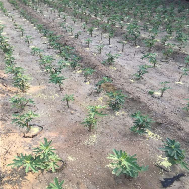 青皮无花果苗 法国品种无花果树苗 祥顺农业 物美价廉
