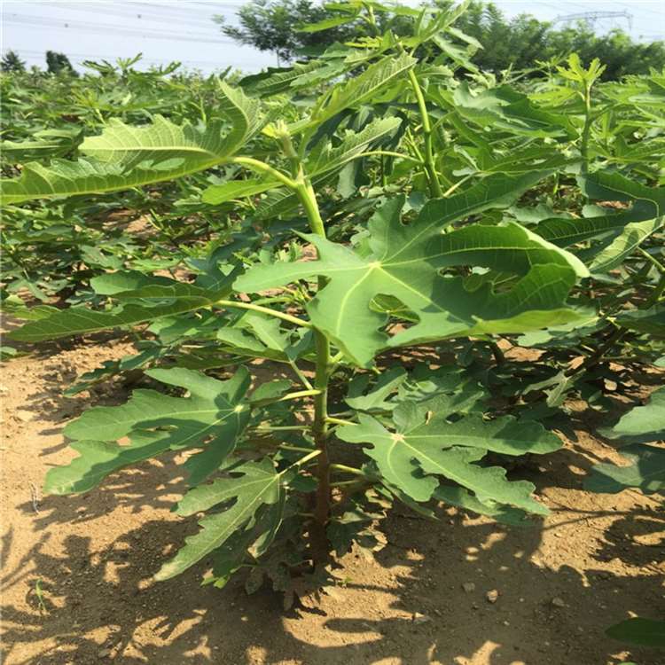 1-10年无花果苗 法国品种无花果树苗 祥顺农业 生长旺盛