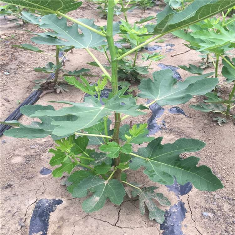 波姬红无花果苗 法国品种无花果树苗 祥顺农业 保湿发货
