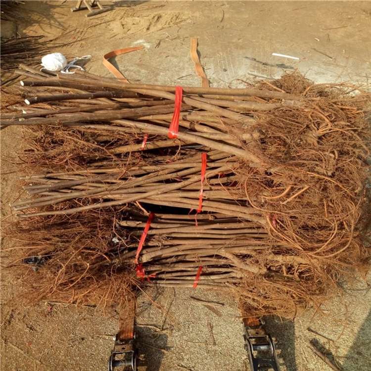 砂糖无花果苗 法国品种无花果树苗 祥顺农业 授粉效果好