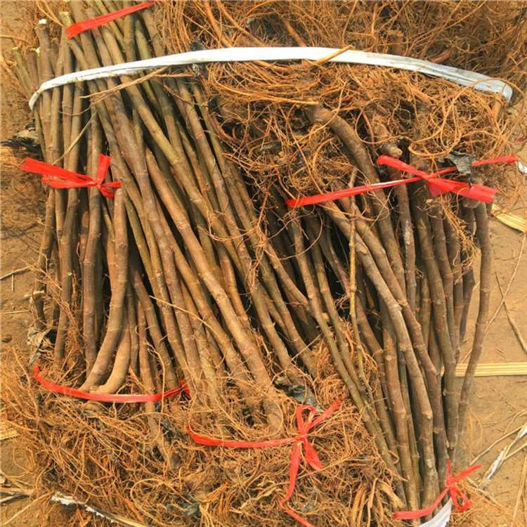 麦司衣陶芬无花果苗 法国品种无花果树苗 祥顺农业 品种特性