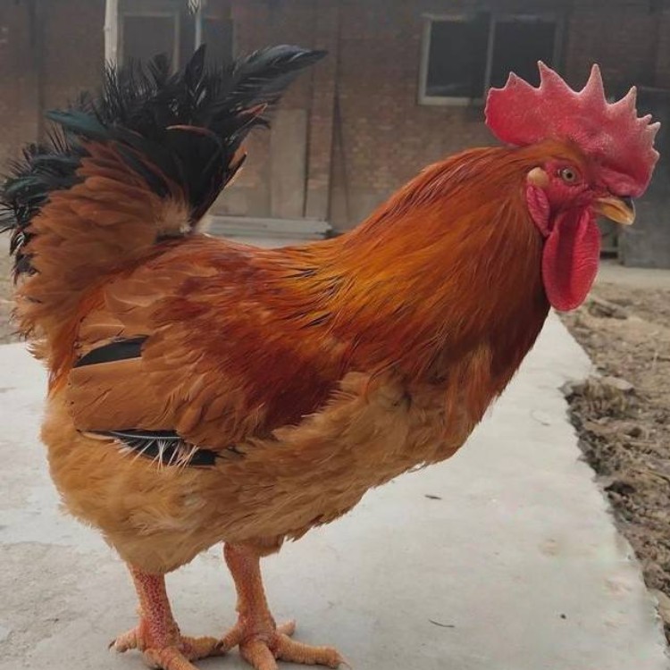 广东鸡苗销售广州土杂鸡苗批发肉杂鸡鸡苗批发市场