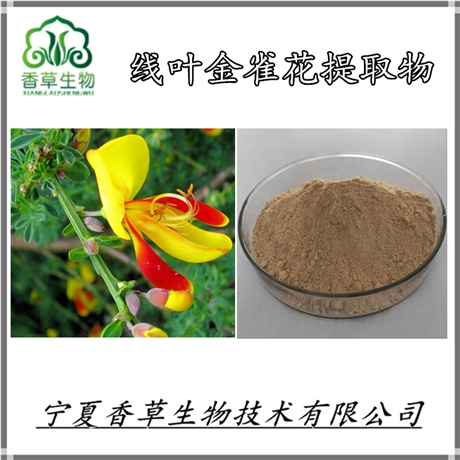 线叶金雀花提取物 新资源食品南非博士茶提取物 ROOIBOS茶 