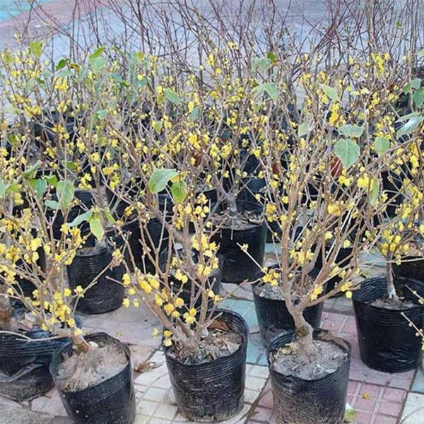 腊梅树苗 腊梅小苗批发价格 腊梅工程苗