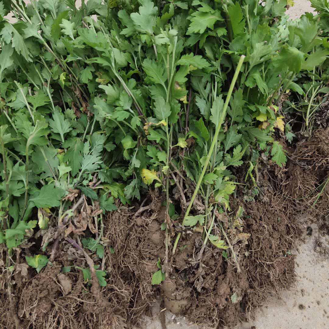 杭白菊花苗 产品描述