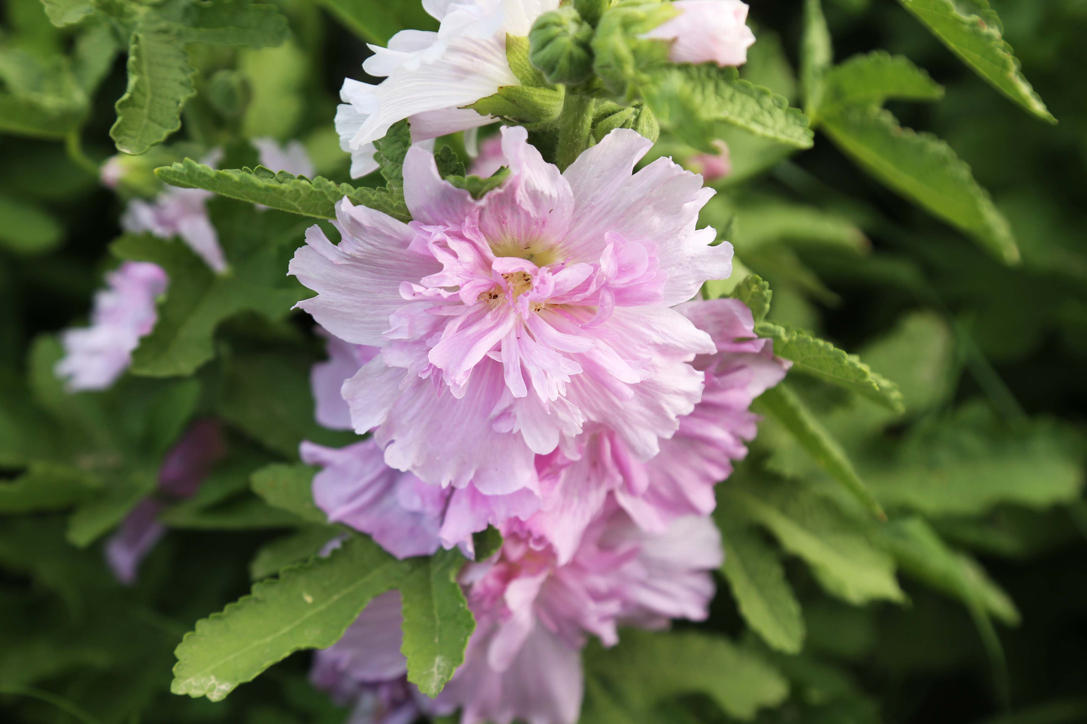 长期供应高山刺芹一级种子