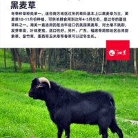 养殖黑山羊要注意哪些问题  高温和高寒地区山养殖黑山羊，减少应激的方法