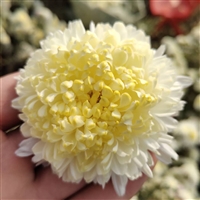 黄山贡菊花幼苗种植产品包回收