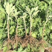 金丝皇菊花苗怎么种植 菊花种苗及处理高产方法