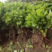 亳州杭白菊花插纤苗子种植基地