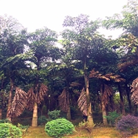 移植假槟榔  假槟榔树 庭院园林景观绿化工程苗木