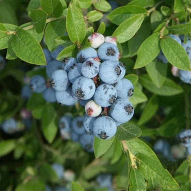 新品上市出售矮丛蓝莓苗乐耕农业树苗价格咨询矮丛蓝莓苗