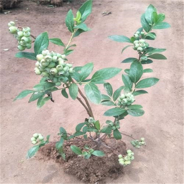 采购基地矮丛蓝莓苗 乐耕农业 树苗价格咨询矮丛蓝莓苗