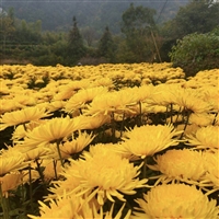 金丝皇菊花苗价格 婺源黄菊花种苗批发 菊花苗子种植地址