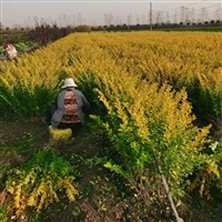 40公分金叶女贞金叶女贞基地