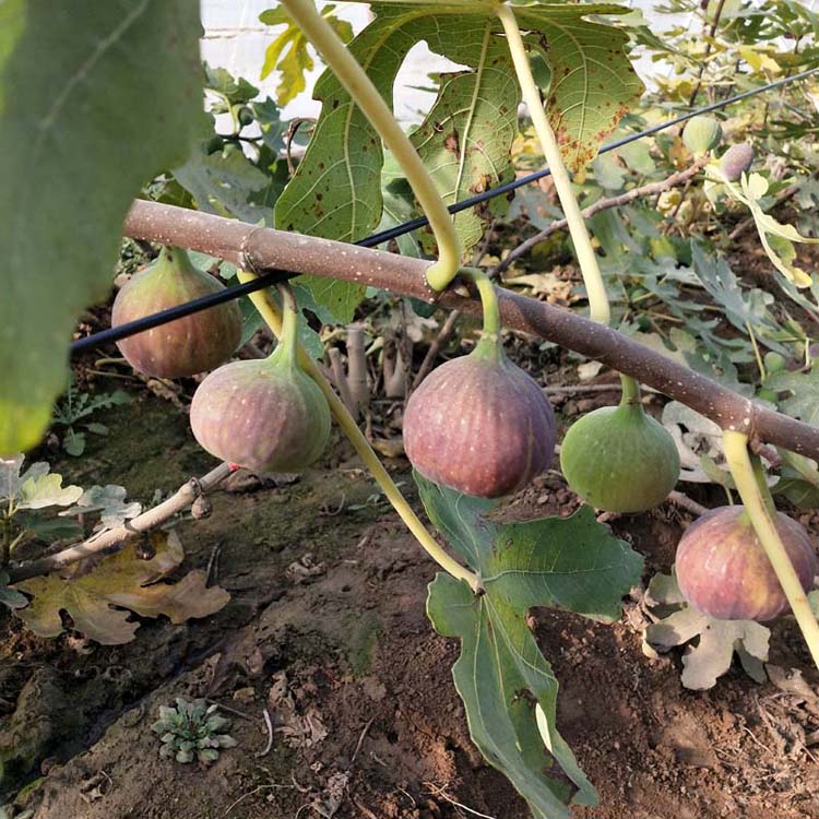 基地批发华丽无花果树苗 品种齐全