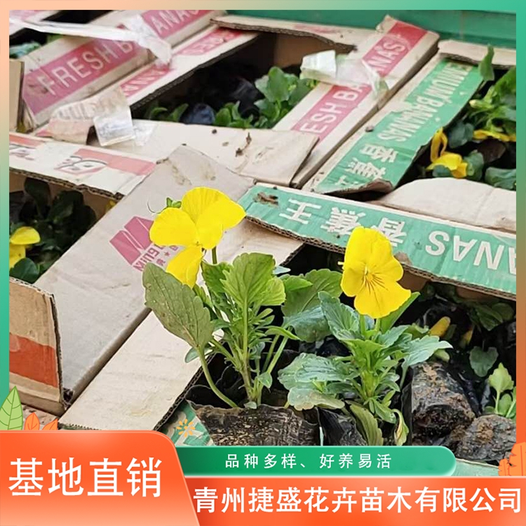 三色堇花苗 大杯三色堇花卉 出售三色堇小苗