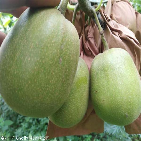 包成活率猕猴桃苗 亦弘农业 猕猴桃种苗果大味甜 基地供应