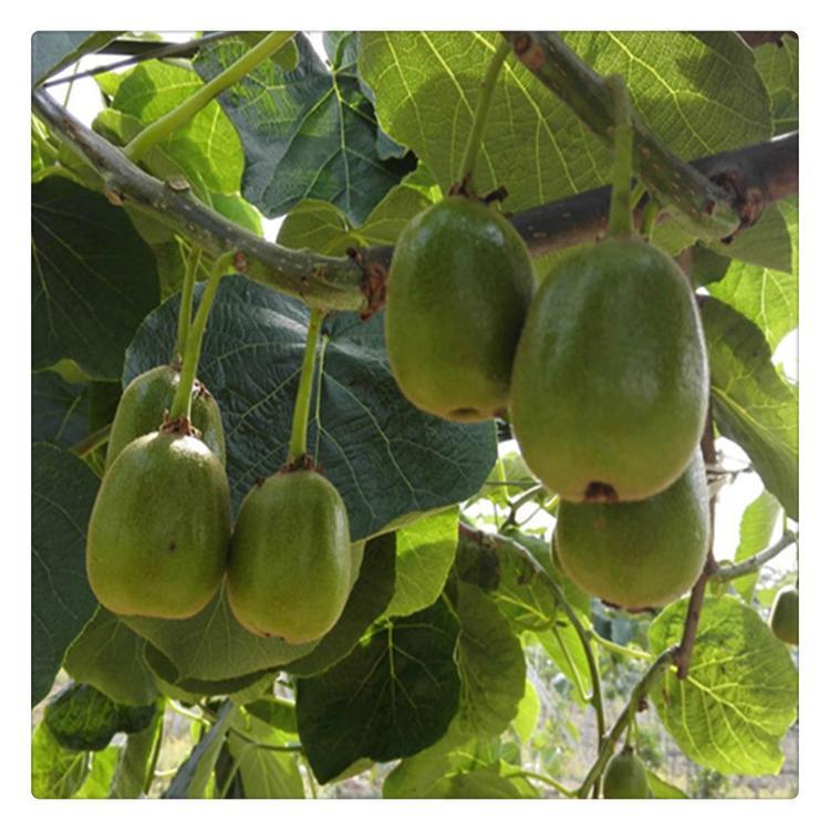 包成活率猕猴桃苗 亦弘农业 猕猴桃种苗果大味甜 基地供应