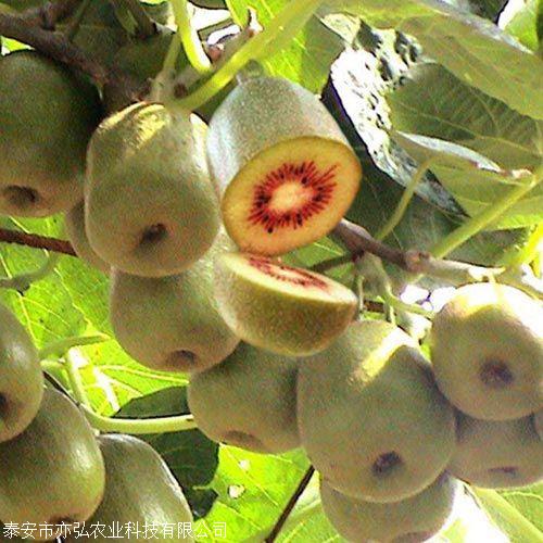 包成活率猕猴桃苗 亦弘农业 猕猴桃种苗果大味甜 基地供应