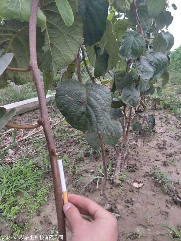 包成活率猕猴桃苗 亦弘农业 猕猴桃种苗果大味甜 基地供应