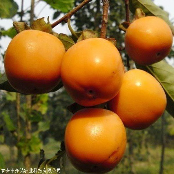 阳丰脆甜柿子树苗 柿子苗育苗基地 亦弘农业 柿子苗新品种 基地直供