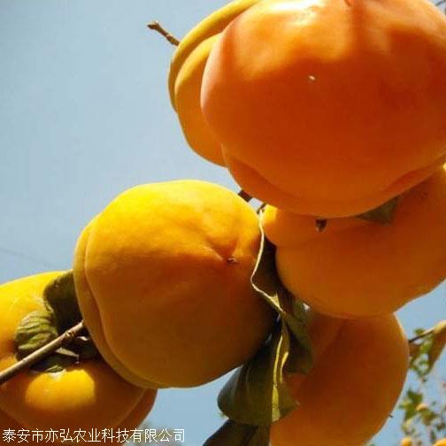 阳丰脆甜柿子树苗 柿子苗育苗基地 亦弘农业 柿子苗新品种 基地直供