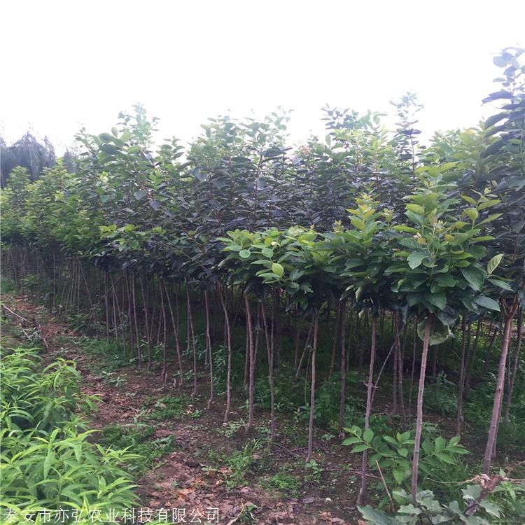阳丰脆甜柿子树苗 柿子苗育苗基地 亦弘农业 柿子苗新品种 基地直供