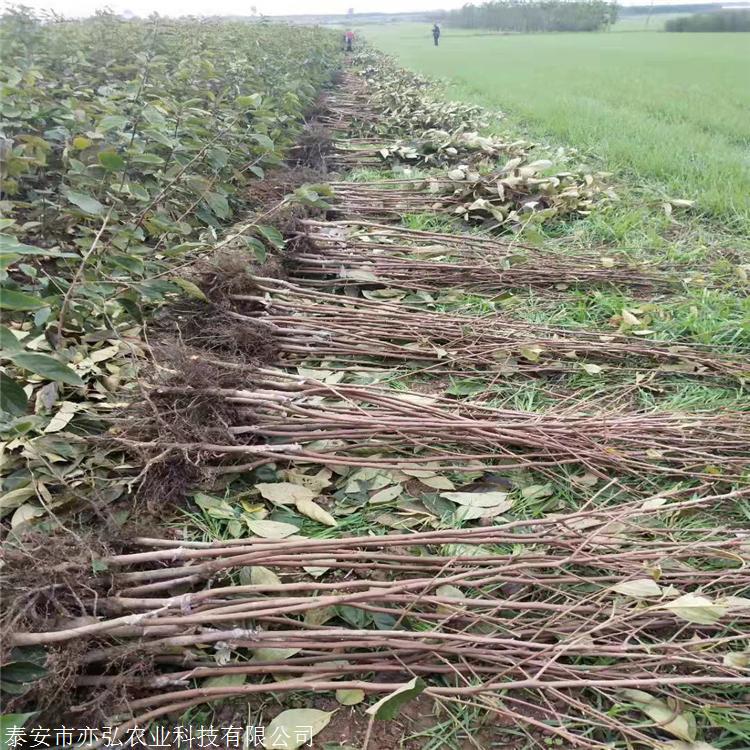 阳丰脆甜柿子树苗 柿子苗育苗基地 亦弘农业 柿子苗新品种 基地直供