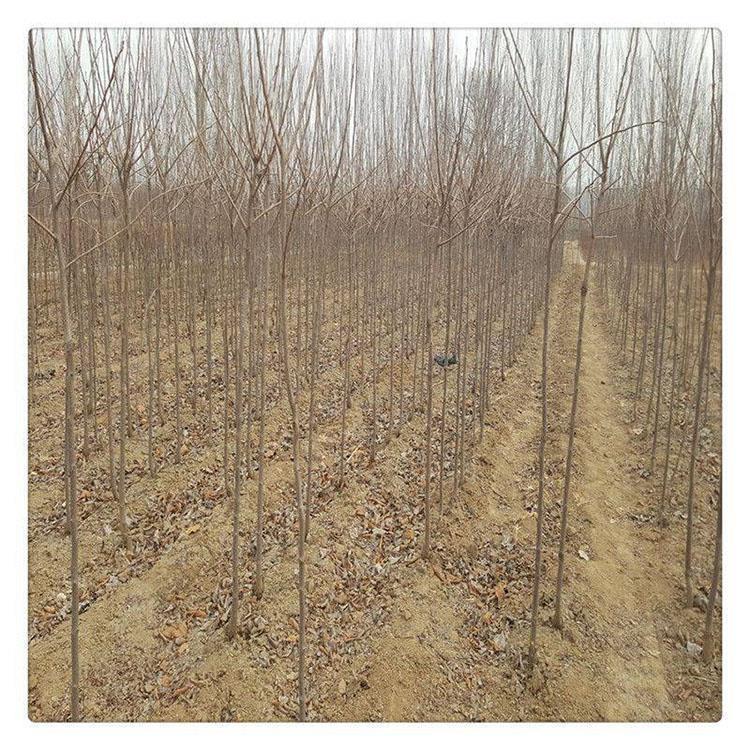 阳丰脆甜柿子树苗 柿子苗育苗基地 亦弘农业 柿子苗新品种 基地直供