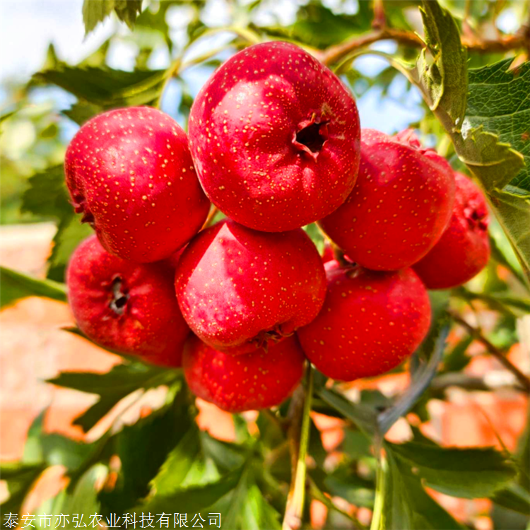 苗木绿化采购微信群_绿化苗木交易微信群_绿化树微信群