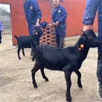 提高黑山羊羔的成活率，培育出体形良好的羔羊