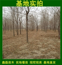 长期供应-白蜡树价格-7公分合欢树苗基地