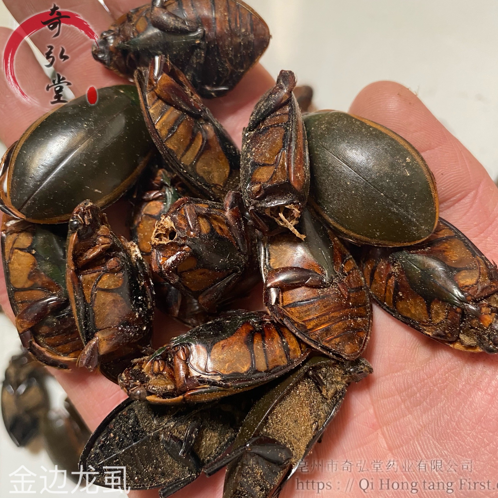 金边龙虱价格金边龙虱功效