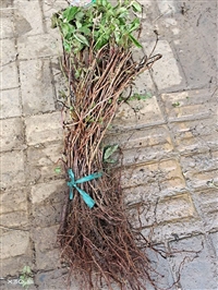 五叶爬山虎供应电话