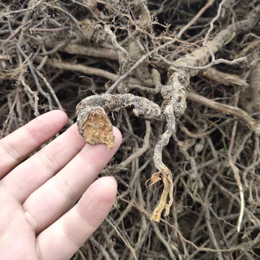 何首乌种苗图片