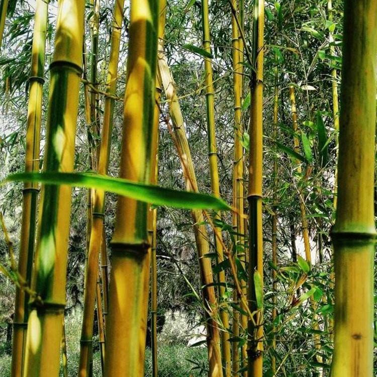 基地供应黄金间碧玉竹 规格全 价格实惠 黄金间碧玉竹批发