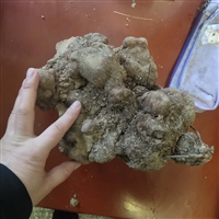 亳州何首乌种苗基地 何首乌根苗一手货源价格