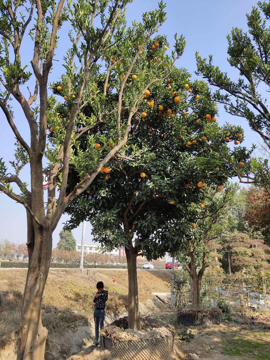 大蜜桔树 浙江20公分蜜桔供应 庭院果树